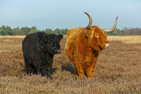 Cultuurdieren, Bart Fotografie-164