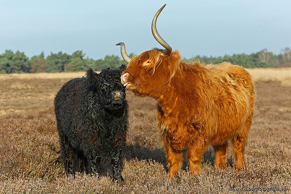 Cultuurdieren, Bart Fotografie-165
