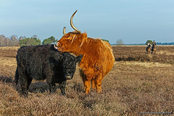 Cultuurdieren, Bart Fotografie-166