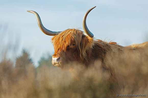 Cultuurdieren, Bart Fotografie-167