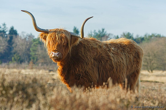 Cultuurdieren, Bart Fotografie-168