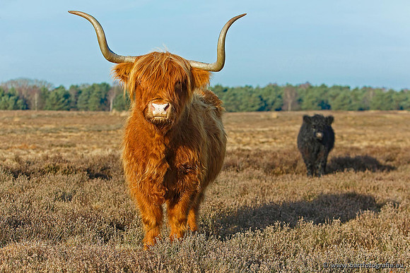 Cultuurdieren, Bart Fotografie-169