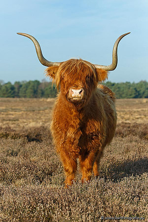 Cultuurdieren, Bart Fotografie-170