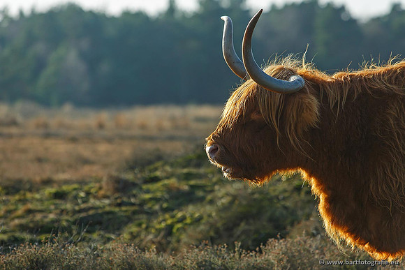 Cultuurdieren, Bart Fotografie-172