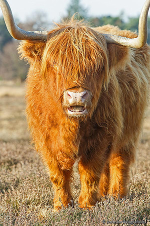 Cultuurdieren, Bart Fotografie-173