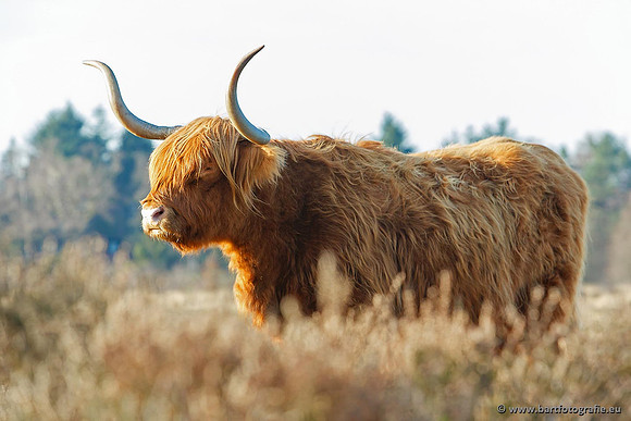Cultuurdieren, Bart Fotografie-174