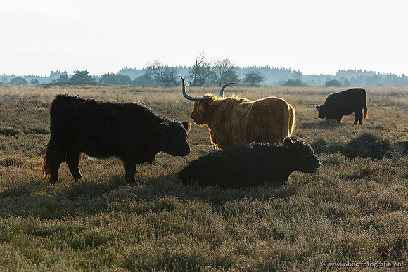 Cultuurdieren, Bart Fotografie-176