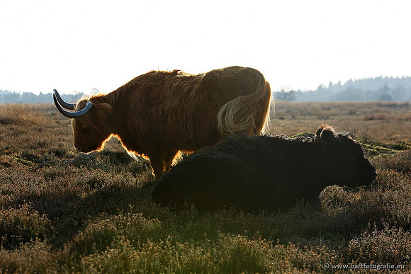 Cultuurdieren, Bart Fotografie-178