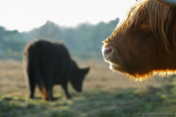 Cultuurdieren, Bart Fotografie-179