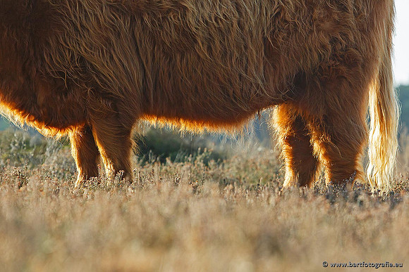 Cultuurdieren, Bart Fotografie-180