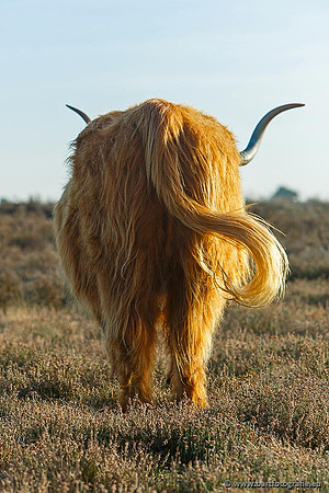 Cultuurdieren, Bart Fotografie-181