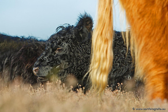Cultuurdieren, Bart Fotografie-183