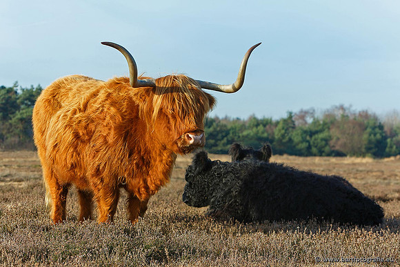 Cultuurdieren, Bart Fotografie-182