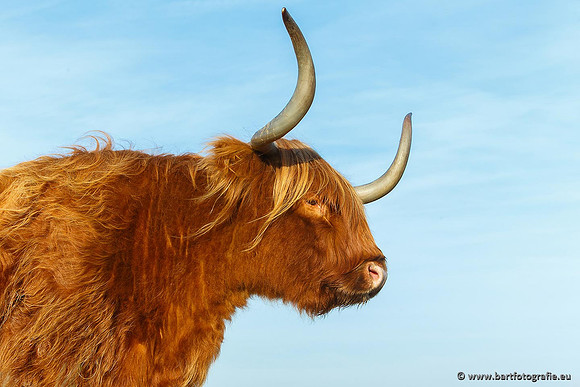 Cultuurdieren, Bart Fotografie-184