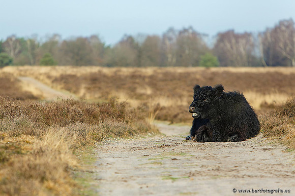 Cultuurdieren, Bart Fotografie-186