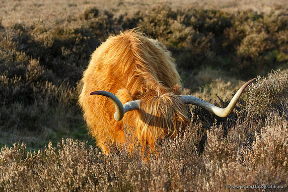 Cultuurdieren, Bart Fotografie-187