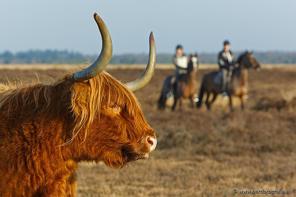 Cultuurdieren, Bart Fotografie-192