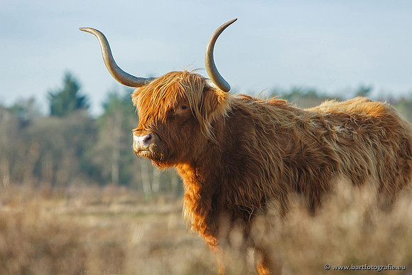 Cultuurdieren, Bart Fotografie-193