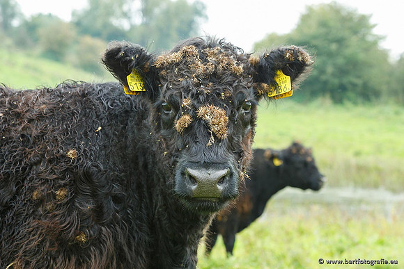 Cultuurdieren, Bart Fotografie-196