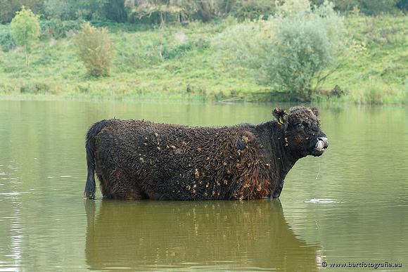 Cultuurdieren, Bart Fotografie-201