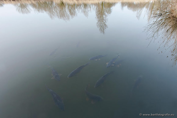 Cultuurdieren, Bart Fotografie-203