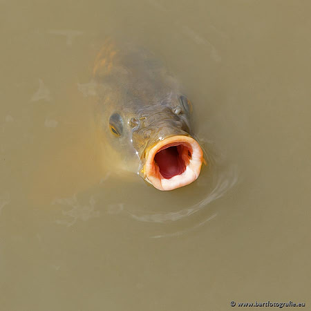 Cultuurdieren, Bart Fotografie-208