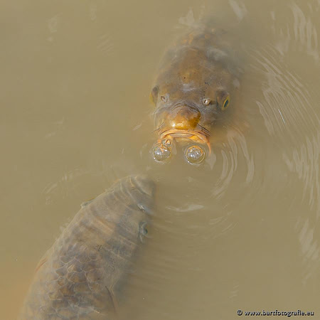 Cultuurdieren, Bart Fotografie-209
