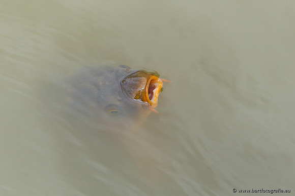 Cultuurdieren, Bart Fotografie-226