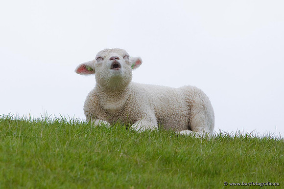 Cultuurdieren, Bart Fotografie-229