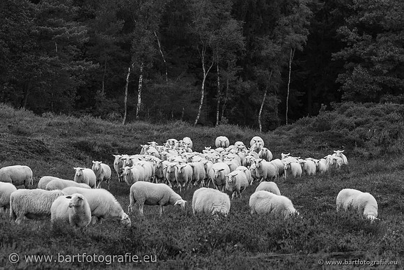 Cultuurdieren, Bart Fotografie-230