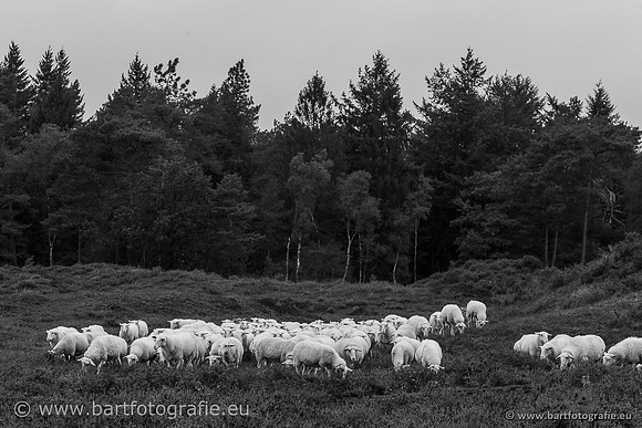 Cultuurdieren, Bart Fotografie-231
