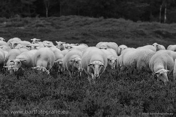 Cultuurdieren, Bart Fotografie-232