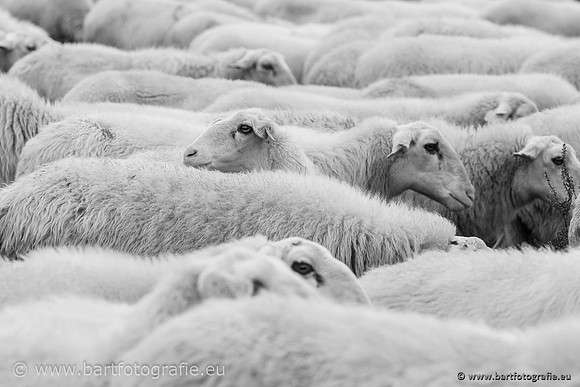 Cultuurdieren, Bart Fotografie-233