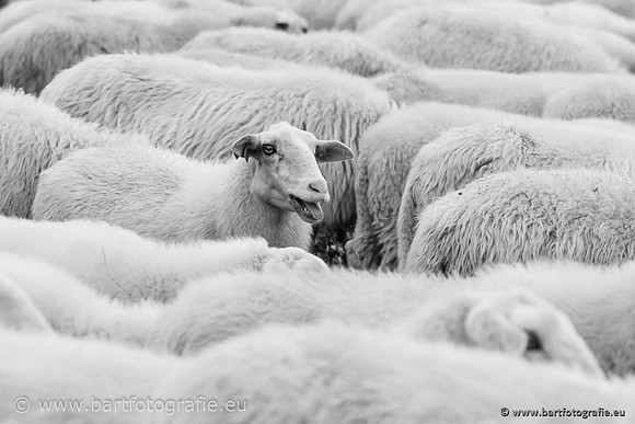 Cultuurdieren, Bart Fotografie-234