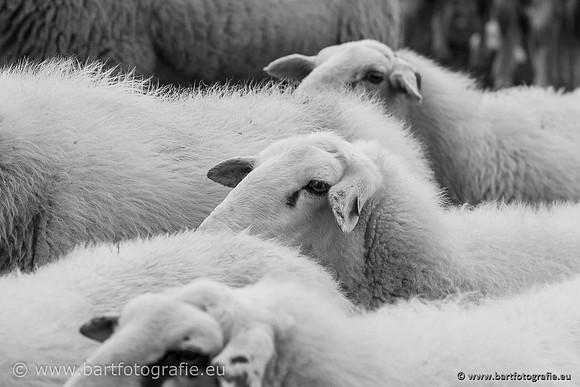 Cultuurdieren, Bart Fotografie-235