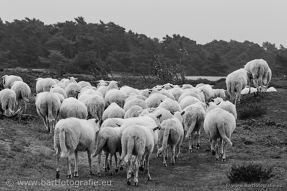 Cultuurdieren, Bart Fotografie-236