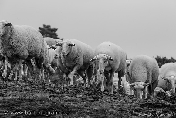 Cultuurdieren, Bart Fotografie-237