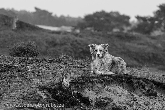 Cultuurdieren, Bart Fotografie-238