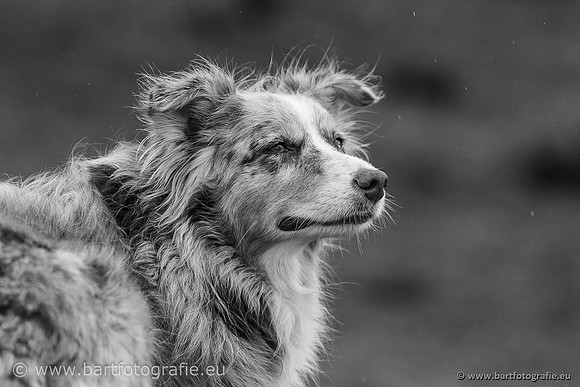 Cultuurdieren, Bart Fotografie-239