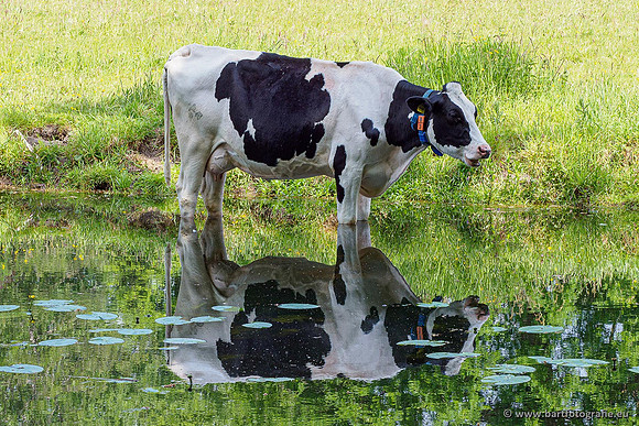 Cultuurdieren, Bart Fotografie-240