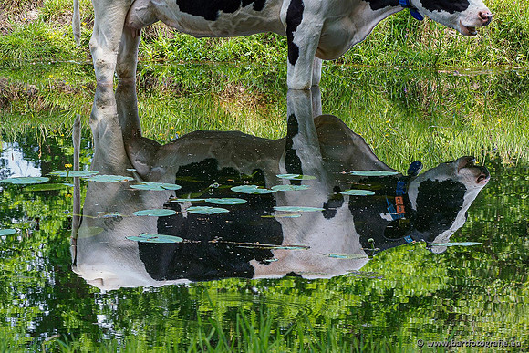 Cultuurdieren, Bart Fotografie-241