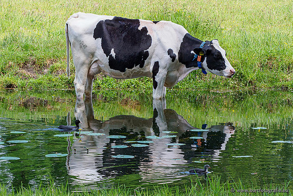 Cultuurdieren, Bart Fotografie-242