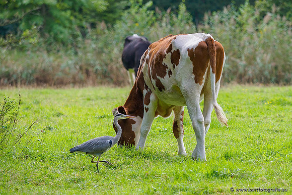 Cultuurdieren, Bart Fotografie-243