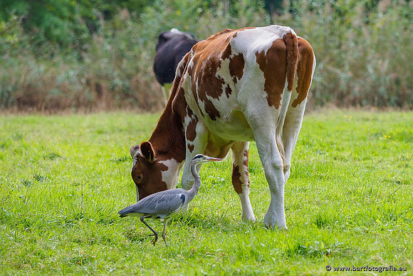 Cultuurdieren, Bart Fotografie-244