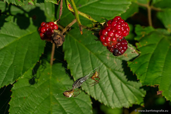 Spinnen, Bart Fotografie-210