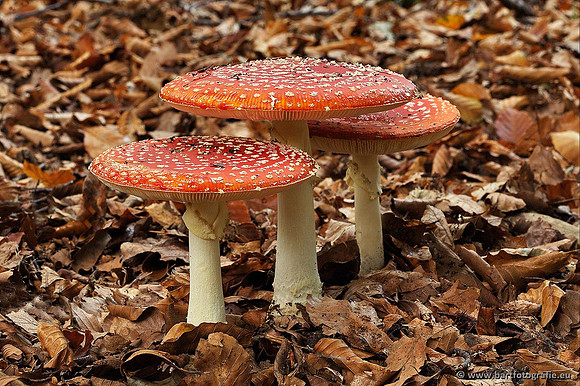 Paddenstoelen, Bart Fotografie-0003