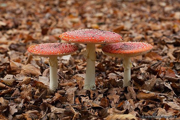 Paddenstoelen, Bart Fotografie-0004