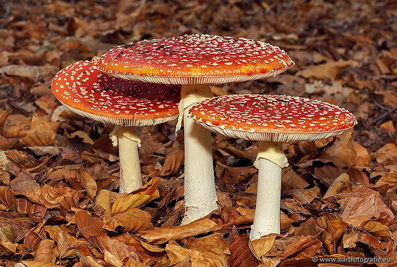 Paddenstoelen, Bart Fotografie-0005