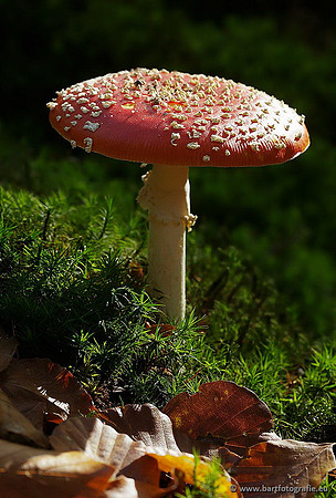 Paddenstoelen, Bart Fotografie-0006