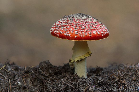 Paddenstoelen, Bart Fotografie-0007